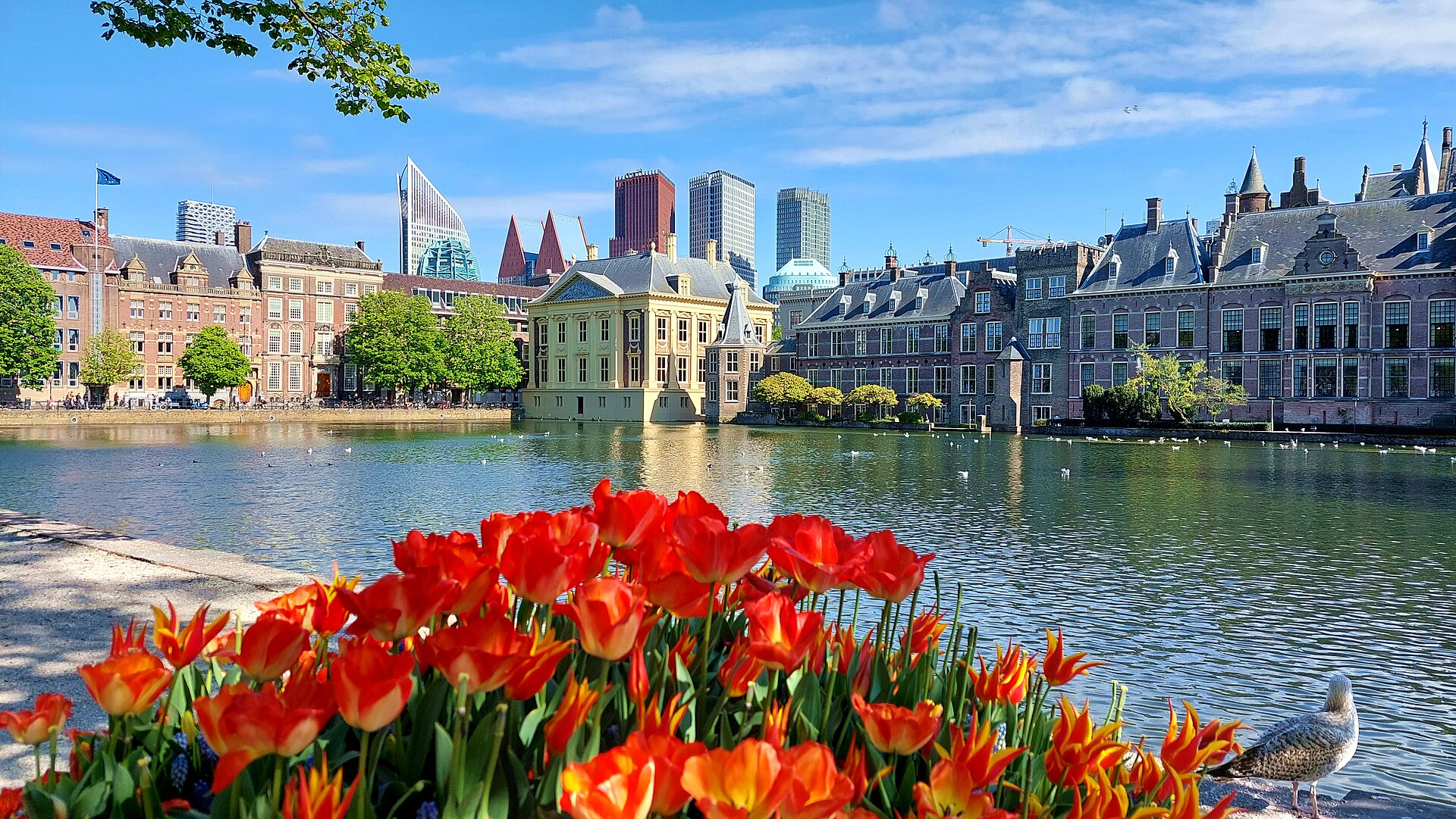 El estanque Hofvijver en La Haya con el Mauritshuis y los edificios del parlamento, con tulipanes delante