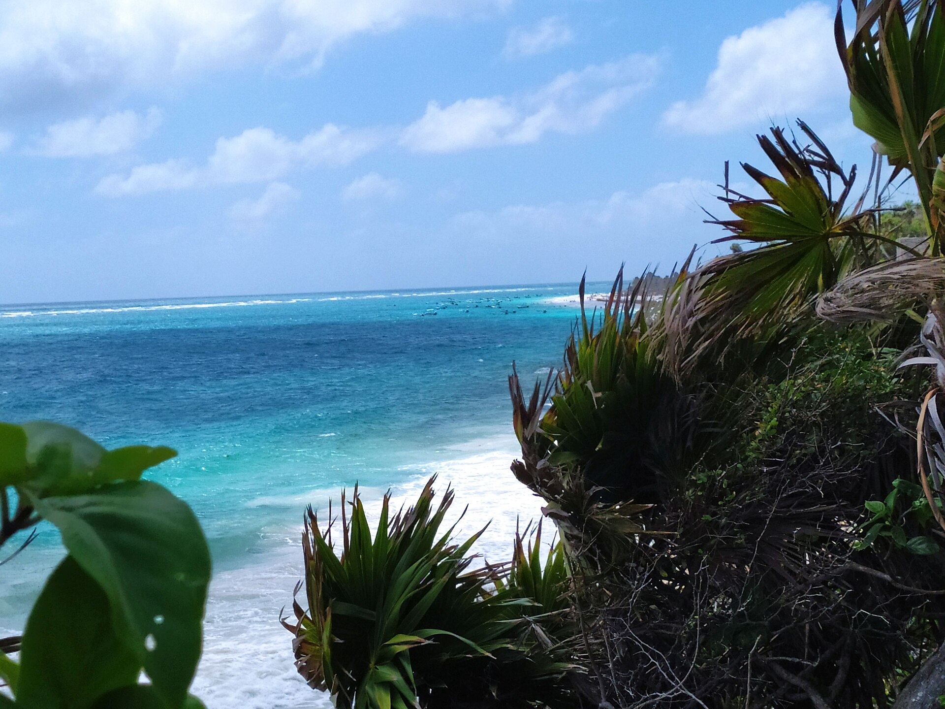 Jungle vegetation framing the turquoise Caribbean near Tulum
